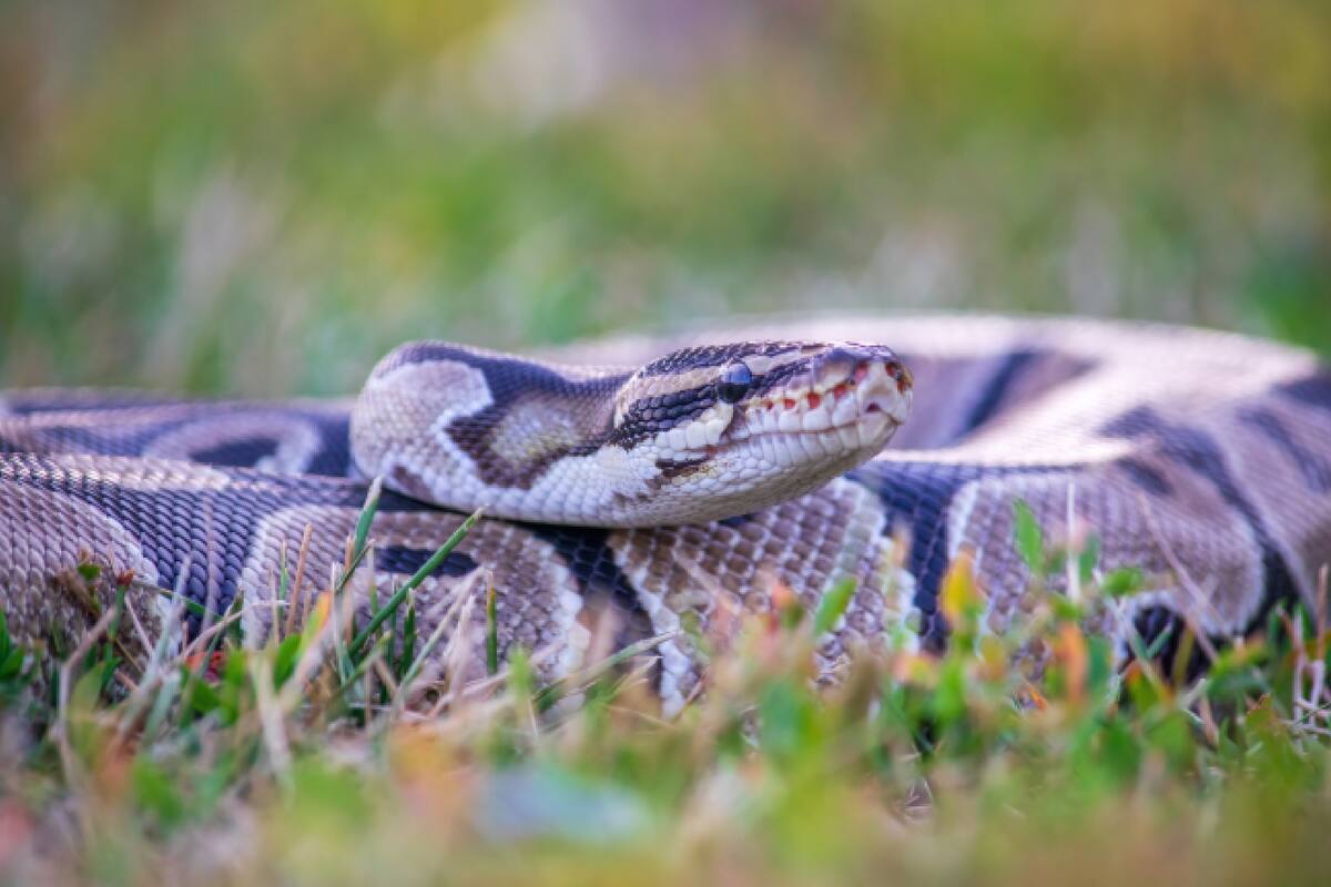 Una especie causa preocupación en Florida por su acelerada reproducción y por lo difícil que es erradicarla