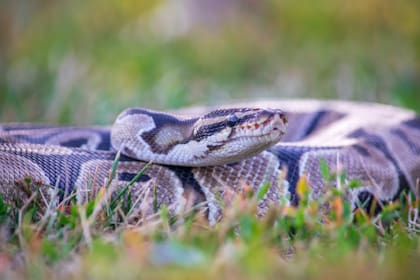 Una especie causa preocupación en Florida por su acelerada reproducción y por lo difícil que es erradicarla