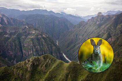 Una especie de animal perdida hace más de un siglo fue hallada en las montañas de la Sierra Madre de México (Archivo/Canva)