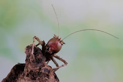 Una especie de hormiga originaria de Asia se expande en EE.UU. y preocupa por sus efectos letales en la picadura a un ser humano (imagen ilustrativa)