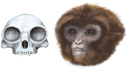 Una especie extinta de homínido, Pilobates cataloniae