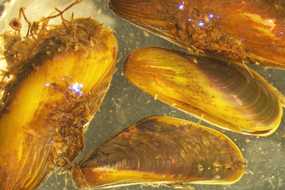 Una especie invasora avanza por acueductos clave y pone en riesgo el sistema hídrico de California