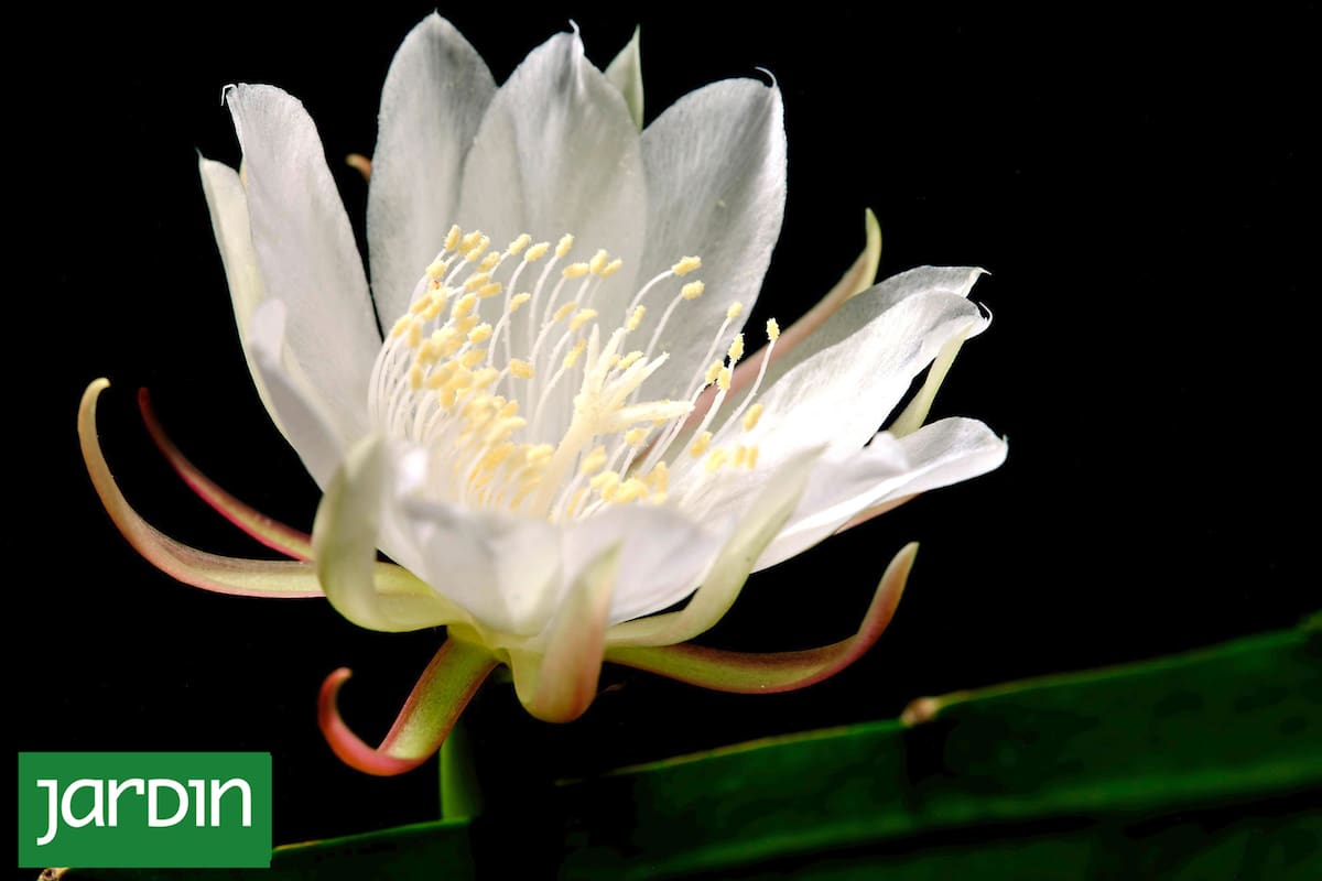 Una espectacular flor de Epiphyllum oxypetalum