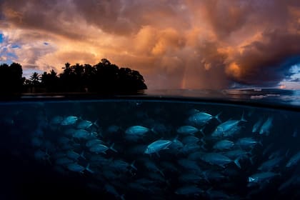 Una espectacular fotografía del océano, tomada desde dos perspectivas diferentes, muestra numerosos bancos de peces en aguas azul oscuro bajo una línea de costa recortada contra nubes naranjas brillantes, con un tenue arcoíris en la distancia