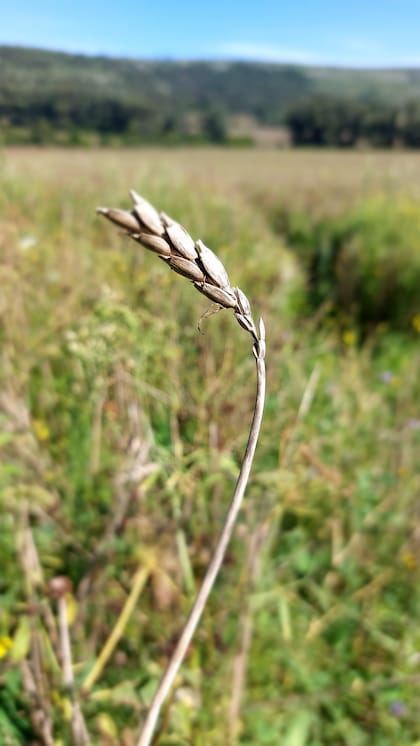 Una espiga de espelta, una variedad de trigo inusual que se cultiva en Paititi.