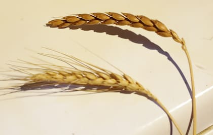 Una espiga de trigo común (abajo) y una espiga de espelta (arriba).