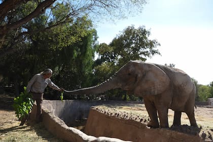Una estadounidense especialista en paquidermos trabaja con los cuidadores del EcoParque para el traslado seguro de los animales