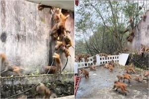 Una estampida de monos causó temor en un parque nacional de China
