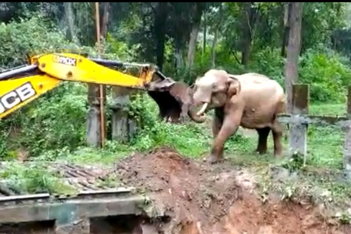 Una excavadora ayudó a un elefante a salir de una zanja y este le agradeció de una manera muy tierna