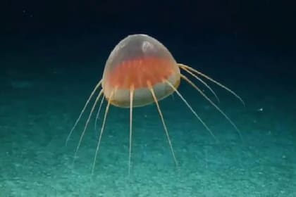 Una expedición de Ocean Exploration Trust descubrió una extraña criatura gelatinosa que no ha sido identificada