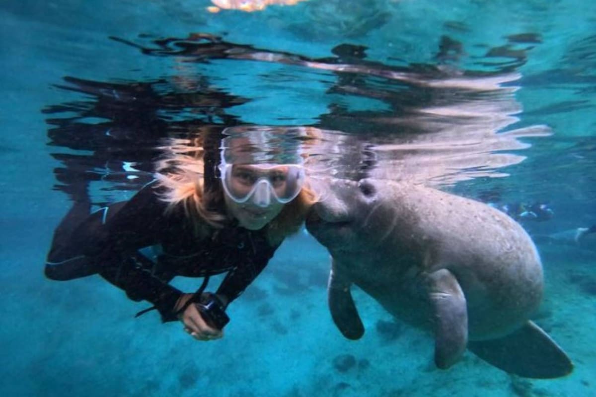 Una experiencia única: nadar con manatíes en Crystal River