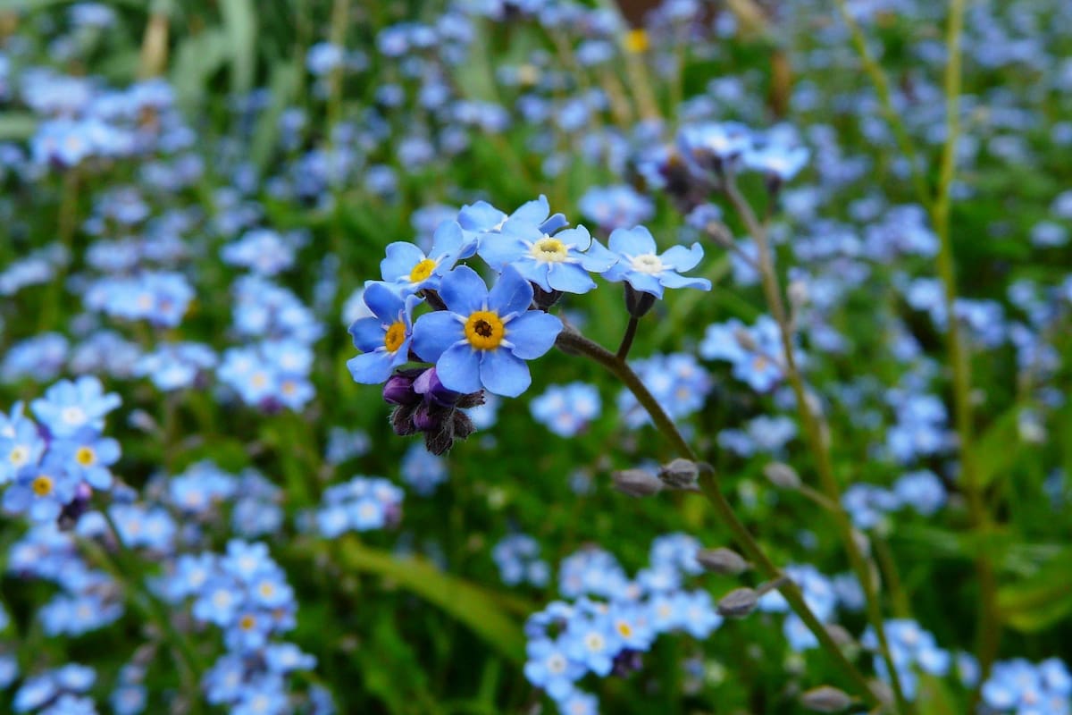Una experta compartió los mejores secretos sobre cómo cuidar la planta "no me olvides"