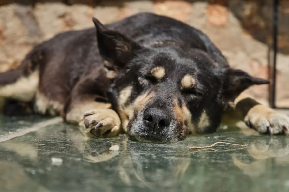 Una experta de la Universidad de Harvard afirma que no es bueno despertar a un animal cuando está soñando o teniendo pesadillas (Foto Pexels)