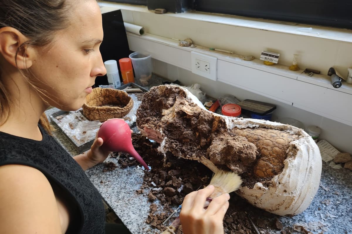 Una experta del del Laboratorio de Paleontología del Museo Municipal de Ciencias Naturales Lorenzo Scaglia trabaja sobre los restos del gliptodonte