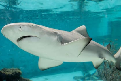 Una experta en tiburones, contó por qué ponen los ojos blancos