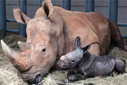 Una extraña especie de rinoceronte blanco nació en un parque de Disney y en las próximas semanas se unirá al resto de los animales que forman parte de una atracción de uno de los parques