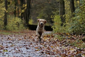 Una familia buscó a su perro perdido y lo encontró en el bosque (Imagen ilustrativa PIXABAY)