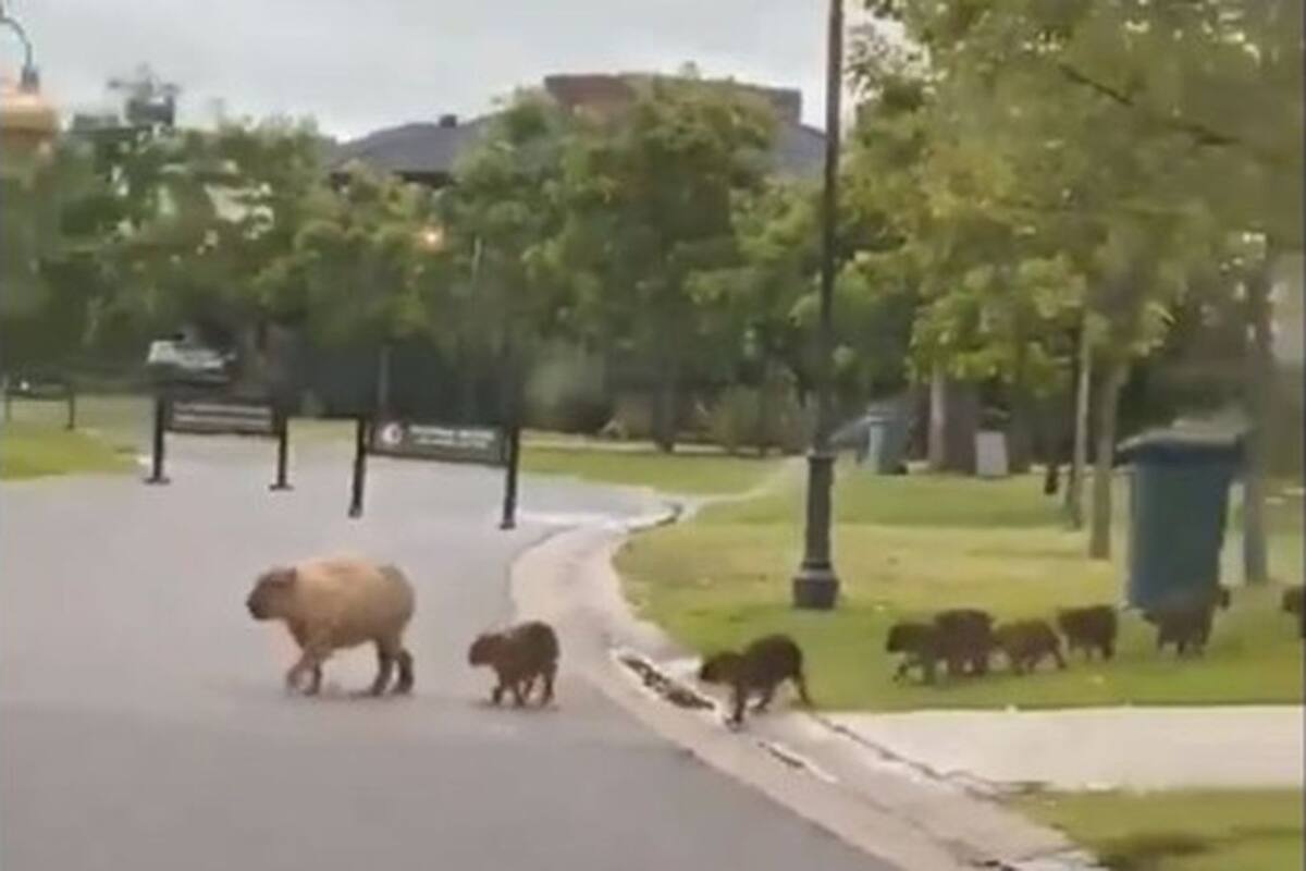 Una familia de carpinchos pasea por Santa Bárbara