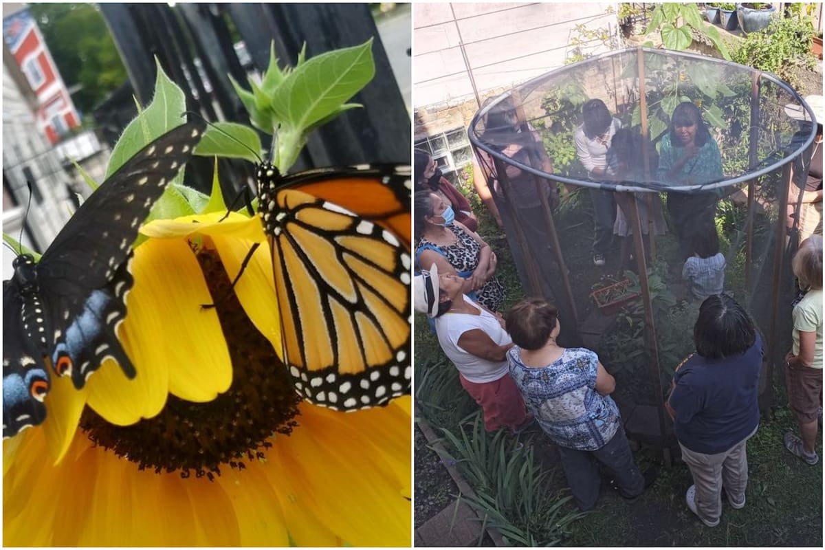 Una familia de México creó un santuario de mariposas monarcas en un barrio de Chicago