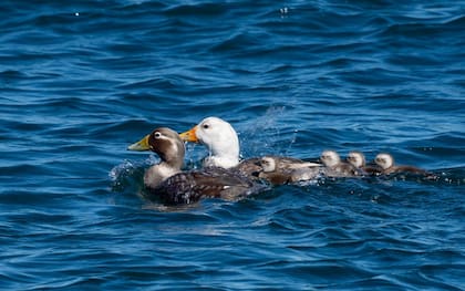 Una familia de quetros nadando con las crías.