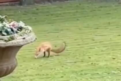 Una familia descubrió un animal de dos patas que ingresó a su jardín y llamó su atención