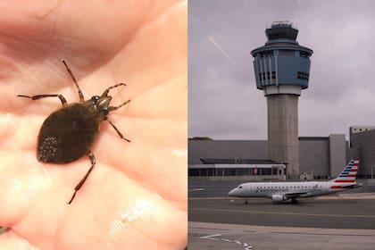 Una familia que volaba hacia Europa presentó la denuncia luego de encontrar chinches en el avión