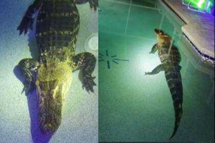 Una familia se sorprendió al salir a descubrir qué se escuchaba en su patio, y se encontraron con un cocodrilo