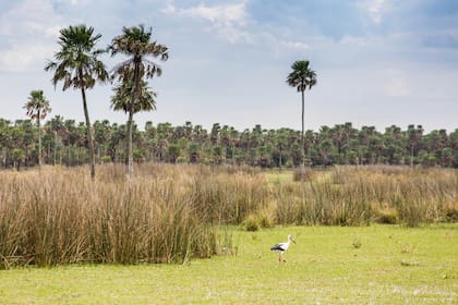 Una fauna salvaje pródiga en aves, reptiles, mamíferos y anfibios integra el elenco de este hábitat.