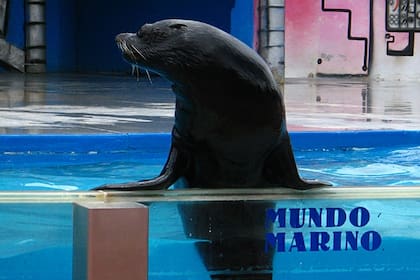 Una foca realiza una exhibición en el Oceanario Mundo Marino, san Clemente del Tuyú, Provincia de Buenos aires, Argentina