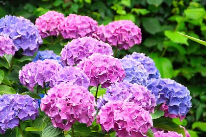 Una forma de maravillar a alguien de Acuario en San Valentín es regalándole un ramo de hortensias