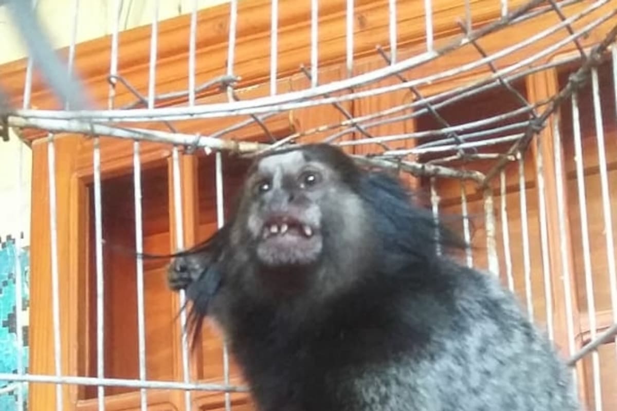 Una foto de "Dientes" cuando fue rescatado en febrero luego del primer robo