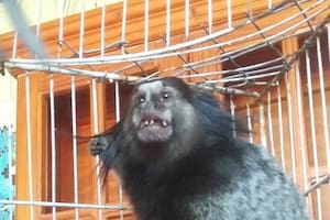 Una foto de "Dientes" cuando fue rescatado en febrero luego del primer robo