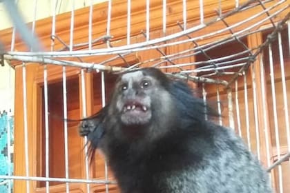 Una foto de "Dientes" cuando fue rescatado en febrero luego del primer robo
