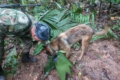 Una foto de distribución difundida por el ejército colombiano muestra a un soldado con un perro revisando un par de tijeras encontradas en el bosque en una zona rural del municipio de Solano, departamento de Caquetá, Colombia, el 17 de mayo de 2023.