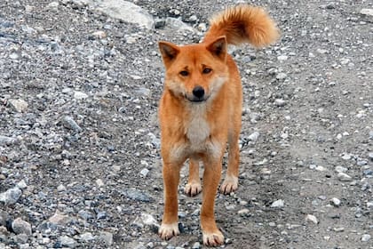 Una foto del ejemplar del perro cantor de Nueva Guinea de una expedición anterior