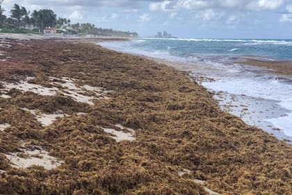 Una foto muestra sargazo amontonado en una playa en el condado de Palm Beach, Florida.
