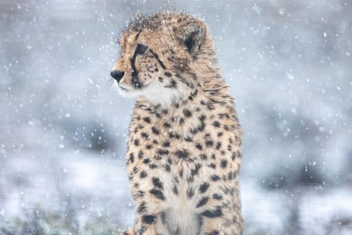 Una fotógrafa capturó una extraña imagen de una chita en la nieve