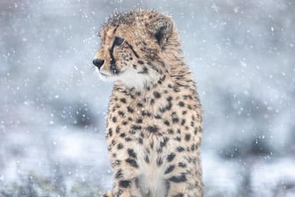 Una fotógrafa capturó una extraña imagen de una chita en la nieve