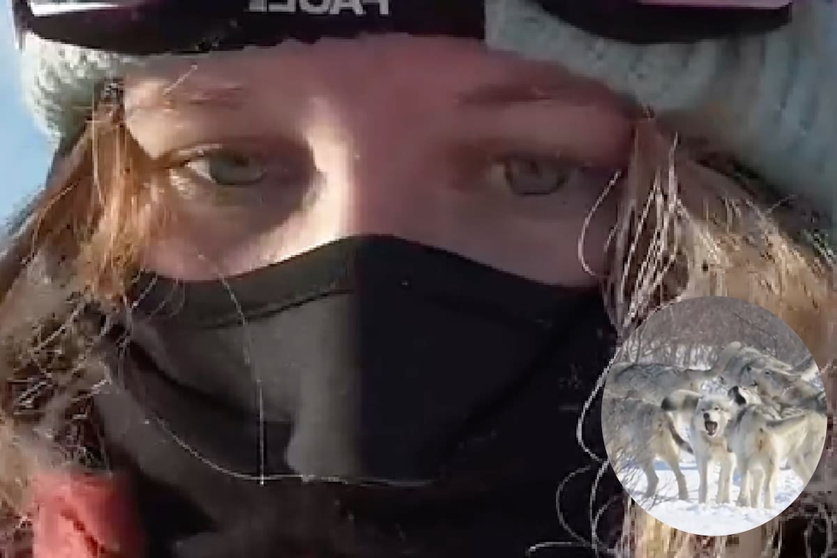 Una fotógrafa de vida silvestre viajó al Ártico y documentó su increíble encuentro con una manada de lobos