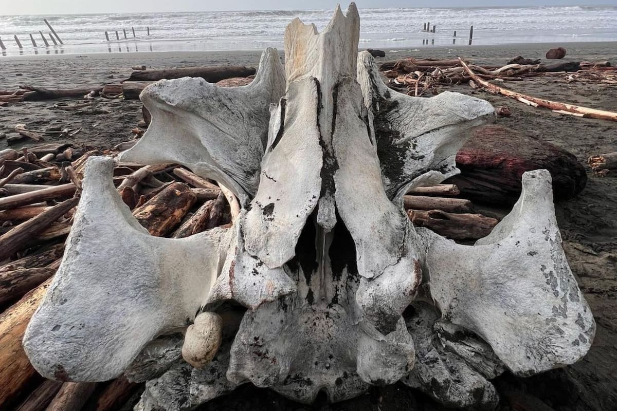 Una fotógrafa tomó esta imagen de los restos que encontró en una playa