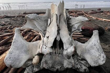 Una fotógrafa tomó esta imagen de los restos que encontró en una playa