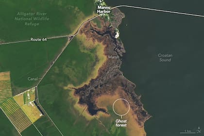 Una fotografía capturada desde el espacio reveló la presencia de bosques fantasmas en la península Albemarle-Pamlico de Carolina del Norte