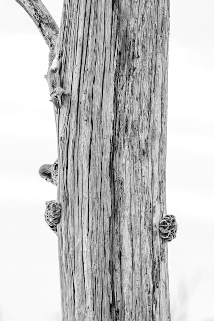 Una fotografía en blanco y negro muestra un tronco alto y acanalado verticalmente sobre un fondo blanco brillante. Se aprecian las patas delanteras de un leopardo joven aferradas al tronco
