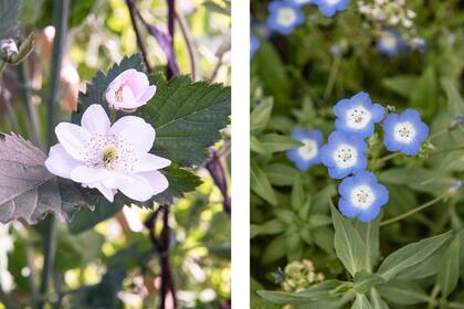 Una frambuesa de flor rosada y follaje otoñal bordó (foto izquierda). La nemophila con su centro blanco (foto derecha).
.