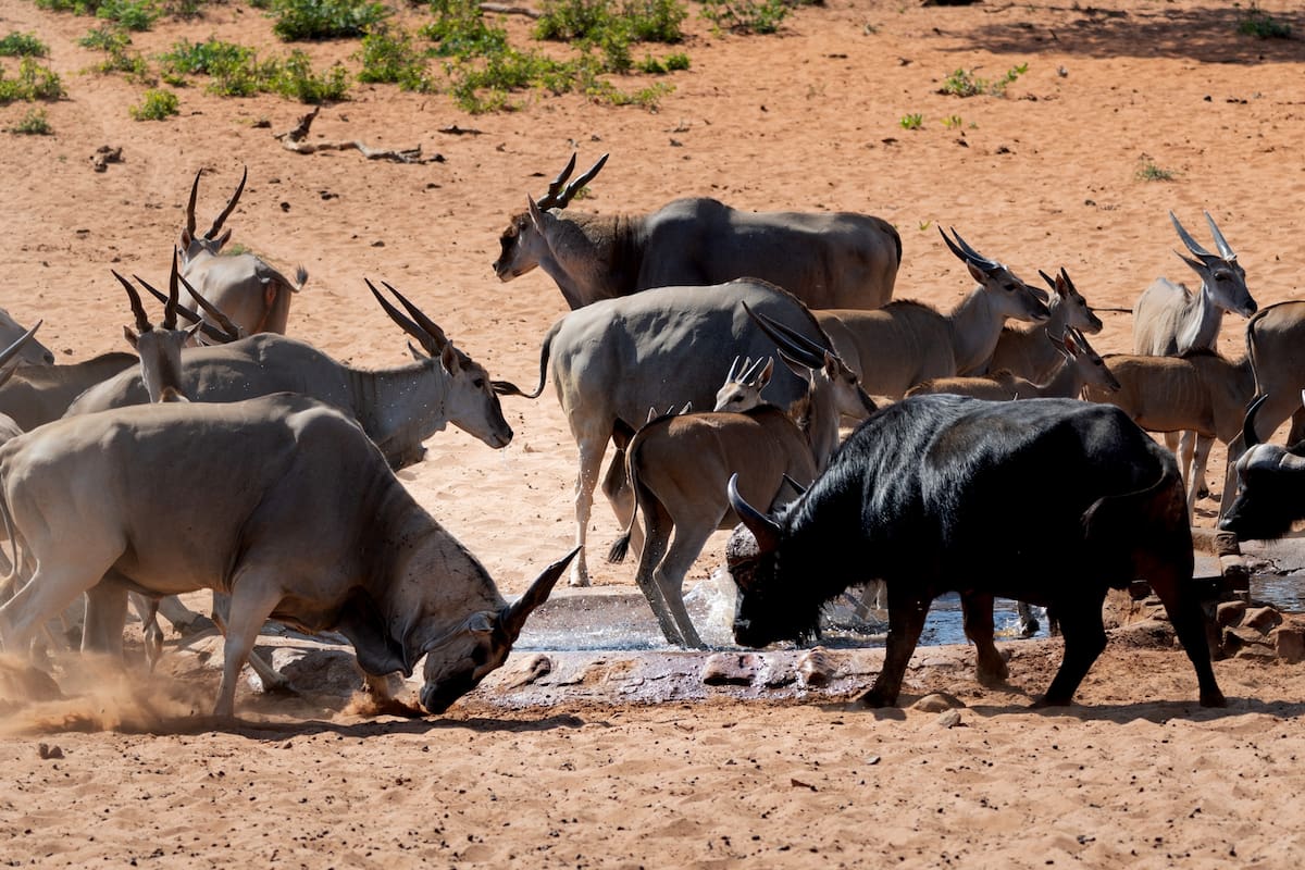 Una gacela lucha con un búfalo frente a un pozo de agua en el Parque Waterberg en Namibia