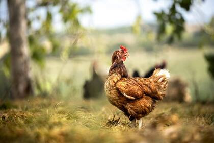 Una gallina puede desarrollar salmonela en sus ovarios, lo cual hace que la única manera de eliminarla con seguridad es cocinando bien los huevos