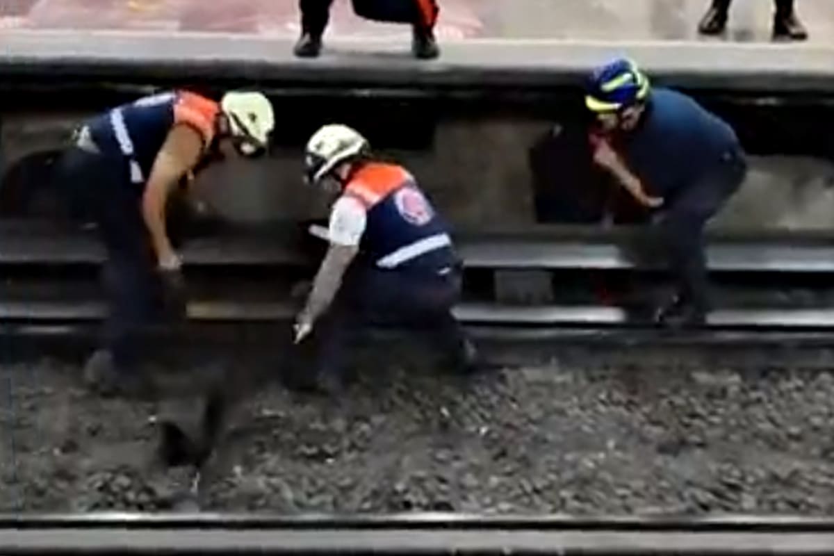 Una gallina se metió en las vías del metro de México