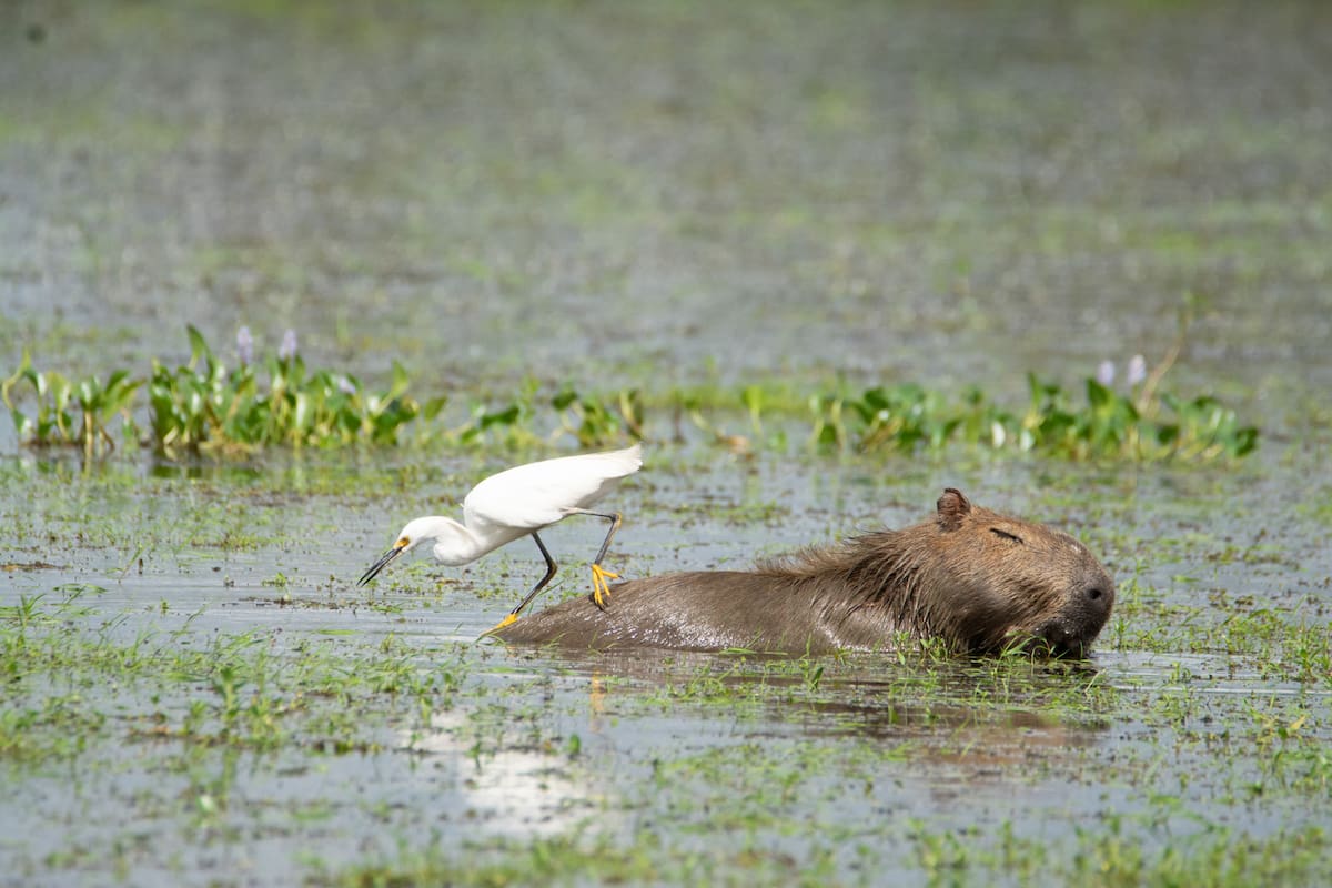 Una garcita blanca (Egretta thula) busca insectos y moluscos en el agua para alimentarse posada sobre un carpincho