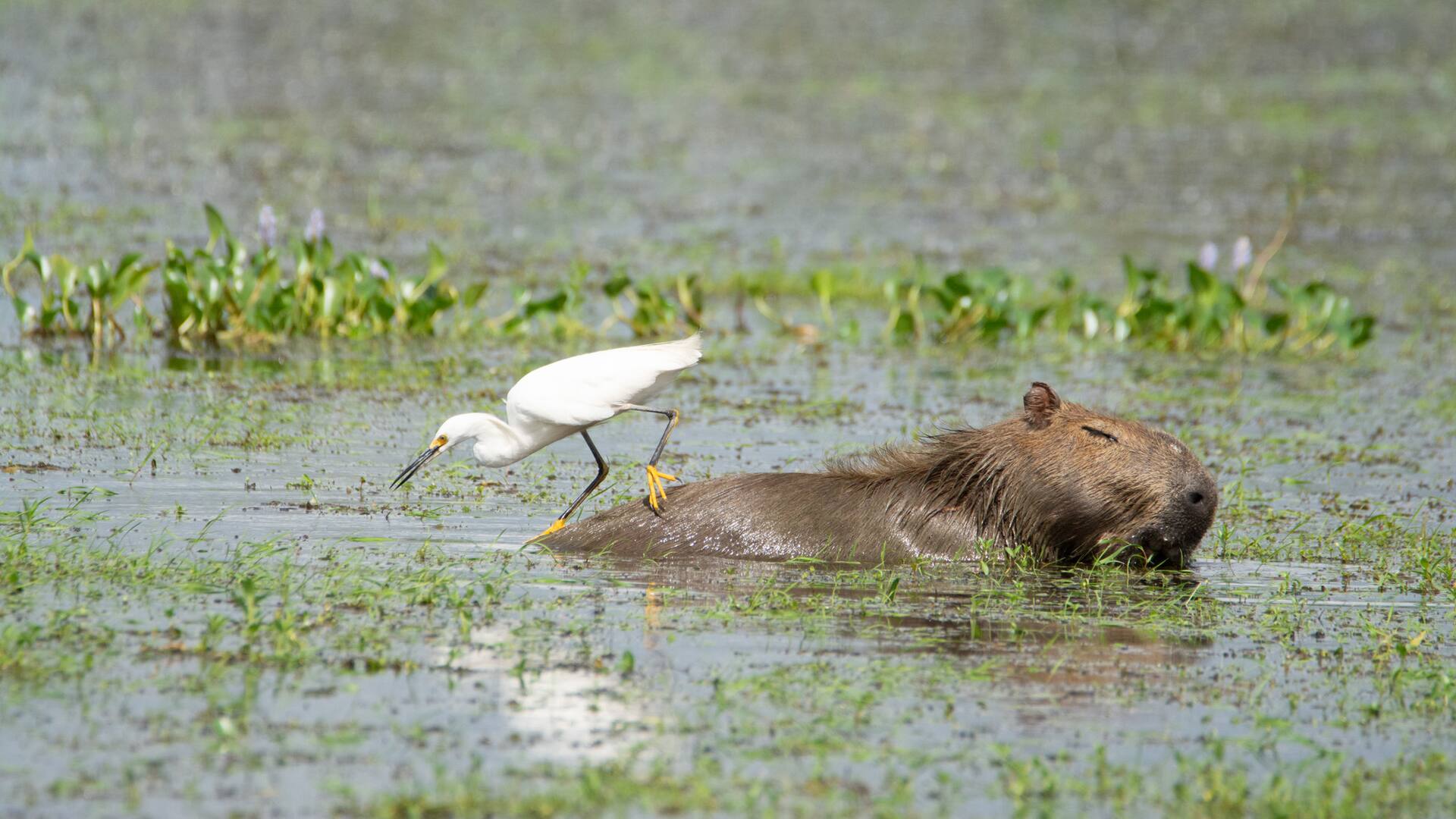 Una garcita blanca (Egretta thula) busca insectos y moluscos en el agua para alimentarse posada sobre un carpincho