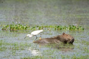 Una garcita blanca (Egretta thula) busca insectos y moluscos en el agua para alimentarse posada sobre un carpincho